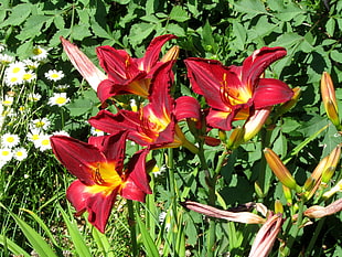 four red lily flowers HD wallpaper