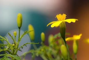 micro photography yellow petal flowers HD wallpaper