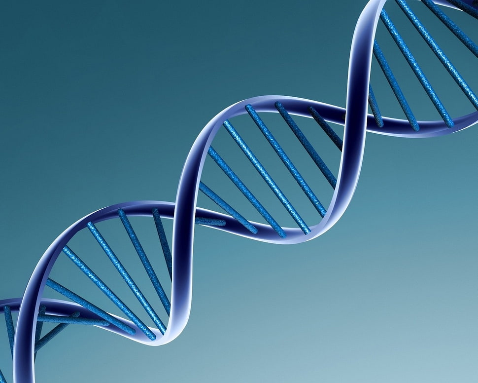 DNA illustration HD wallpaper