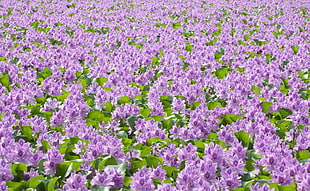 pink petaled flower field at daytime