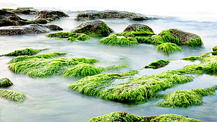 green algae covered rocks near lake HD wallpaper