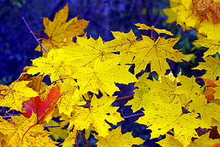 yellow leaves HD wallpaper