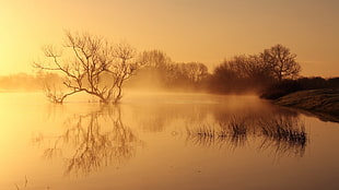 bare tree, nature, landscape, trees, forest