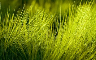 green grasses during daytime