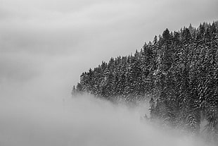 greyscale and landscape photograph of tree on a foggy setting HD wallpaper