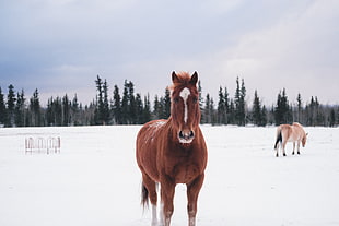 brown horse, Horse, Winter, Snow HD wallpaper