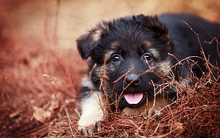 black and tan German Shepherd puppy HD wallpaper