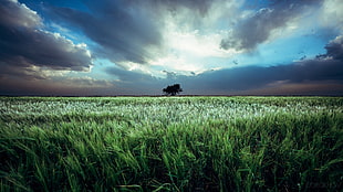 green grass field, Ivan Gorokhov, 500px, landscape, field HD wallpaper