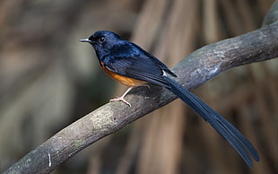blue and orange hummingbird, nature, animals, birds HD wallpaper