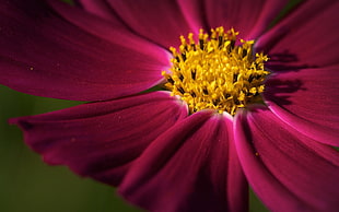 yellow and pink flower, nature, flowers, macro