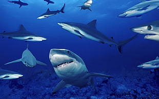 herd of sharks, shark HD wallpaper