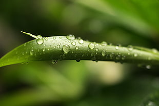 closeup photograph of a water droplets on green leaf HD wallpaper