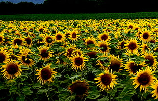 bed of Sunflowers HD wallpaper