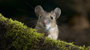 gray mice on brown and green tree root HD wallpaper