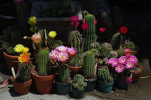 cactus plants HD wallpaper