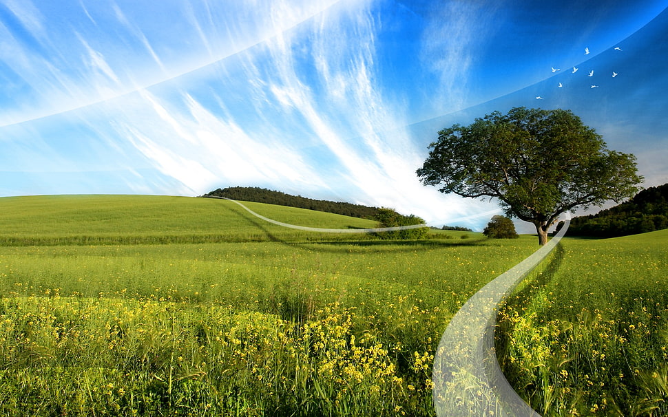 green leafed tree, field, landscape, wildflowers, hills HD wallpaper