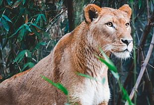 female lion, Lioness, Lion, Predator HD wallpaper