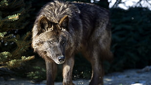 brown wolf, wolf HD wallpaper