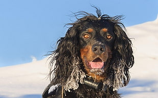 adult Gordon setter, nature, dog, setters, photography HD wallpaper