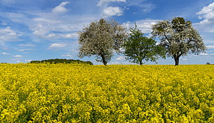 green leaf plant field