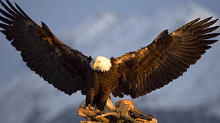 bald eagle, animals, nature, wildlife, birds HD wallpaper