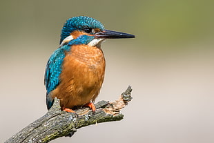 blue and brown bird on tree branch HD wallpaper