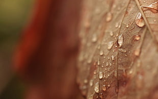 water droplets on leaf macro photography HD wallpaper