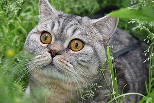 Chinchilla persian cat on grass HD wallpaper