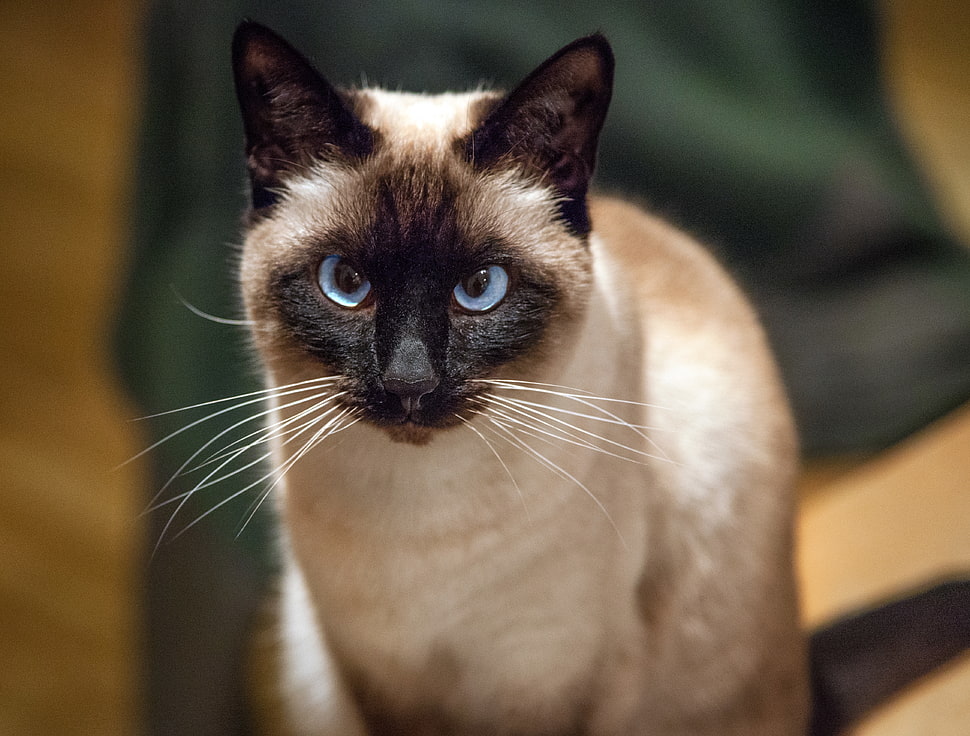 staring grey and black cat during daytime HD wallpaper