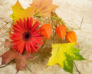 red petal flower with maple leaves