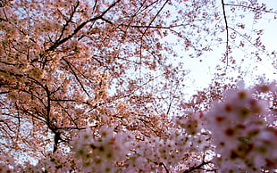 landscape photo of cherry blossom trees HD wallpaper