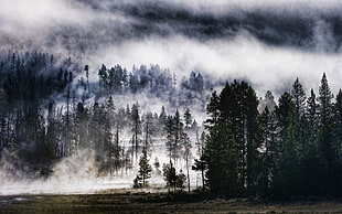 green pine trees, nature, forest, trees, HDR