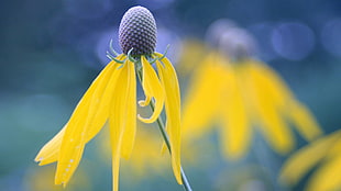 yellow and black bird plush toy, flowers, yellow flowers, nature, macro HD wallpaper