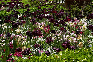 purple and yellow Tulip flower field at daytime HD wallpaper