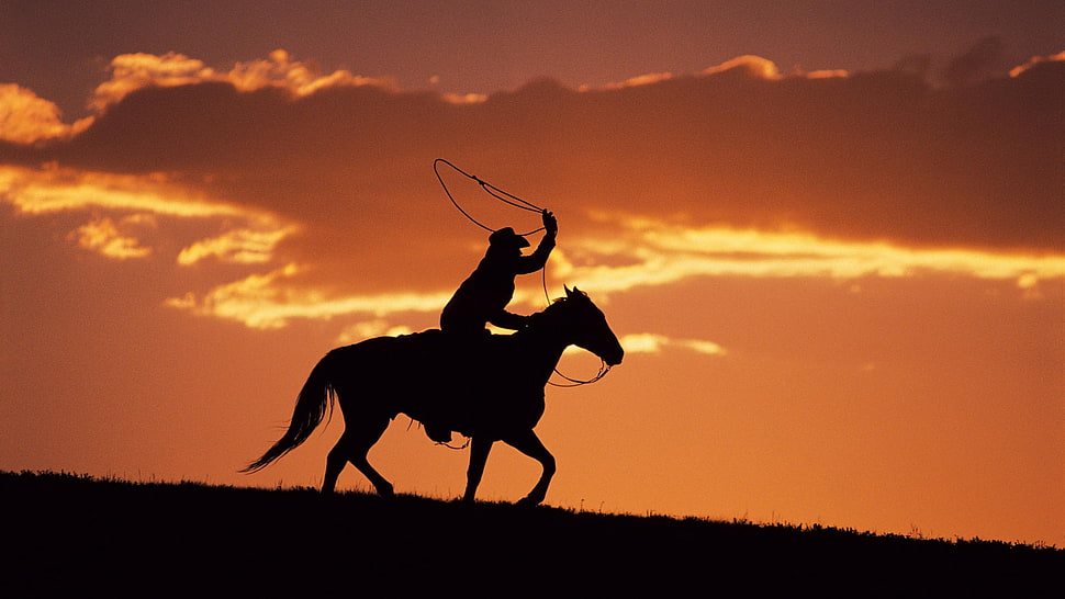 silhouette of a man riding horse HD wallpaper