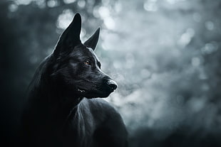 short-coated black dog, dark, dog, animals HD wallpaper