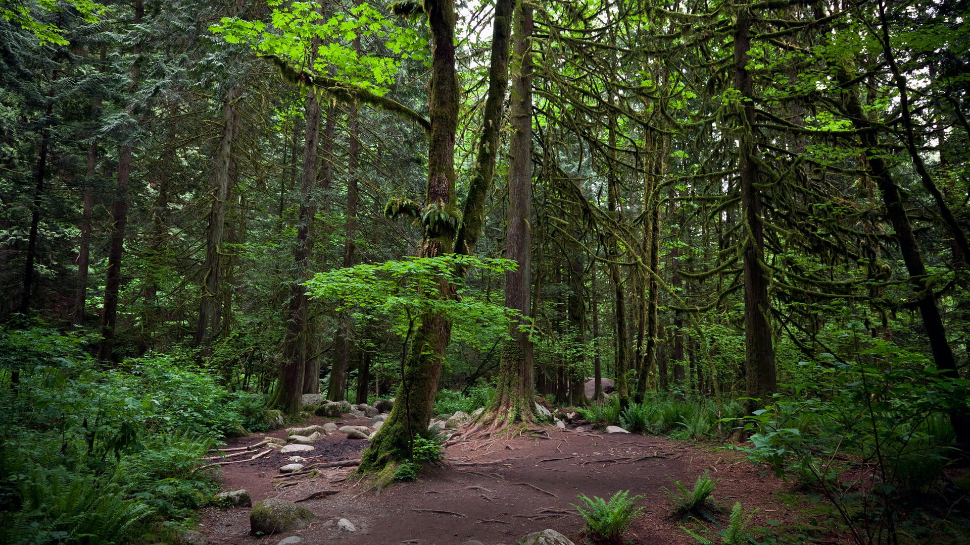 forest, nature, trees