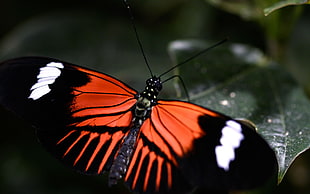 selective focus photography of brown and black butterfly on green laef