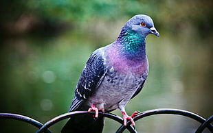 purple and green pigeon, animals, birds, pigeons, nature HD wallpaper