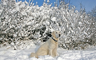 white long coated dog HD wallpaper