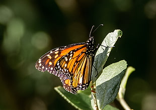 Monarch Butterfly HD wallpaper