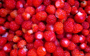 red berry lot HD wallpaper