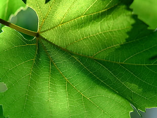 closeup of green leaf