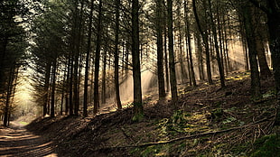 green trees, forest, road, landscape, nature