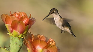 timelapse photography of black humming bird near red Cactus flower HD wallpaper