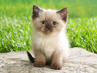 white cat on gray concrete surface