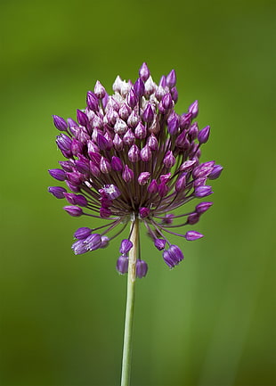 macro shot of purple flower, leek
