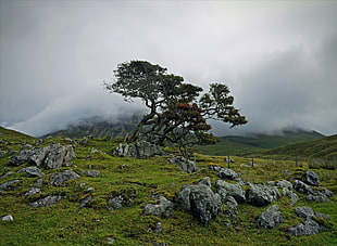 mountains with green grass and trees