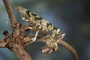 macro photography of brown flower mantis HD wallpaper