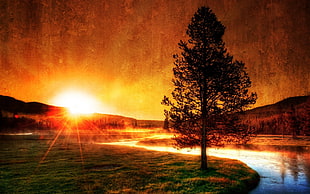 lake near tree during golden hour HD wallpaper